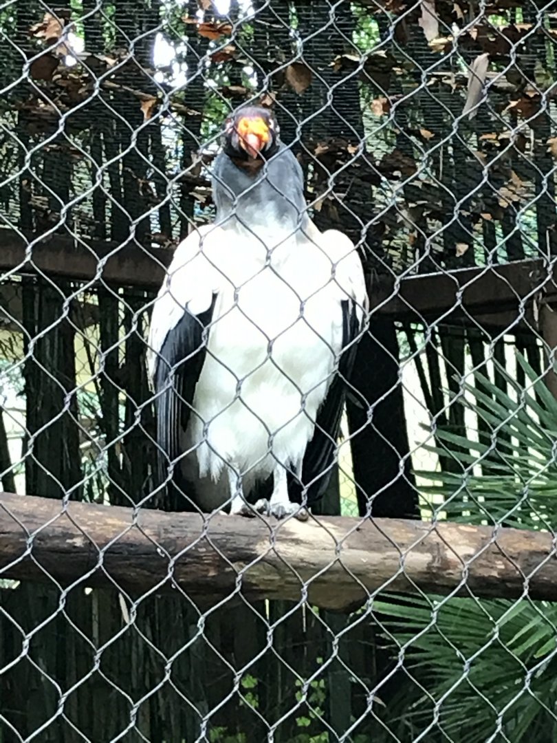 King vulture