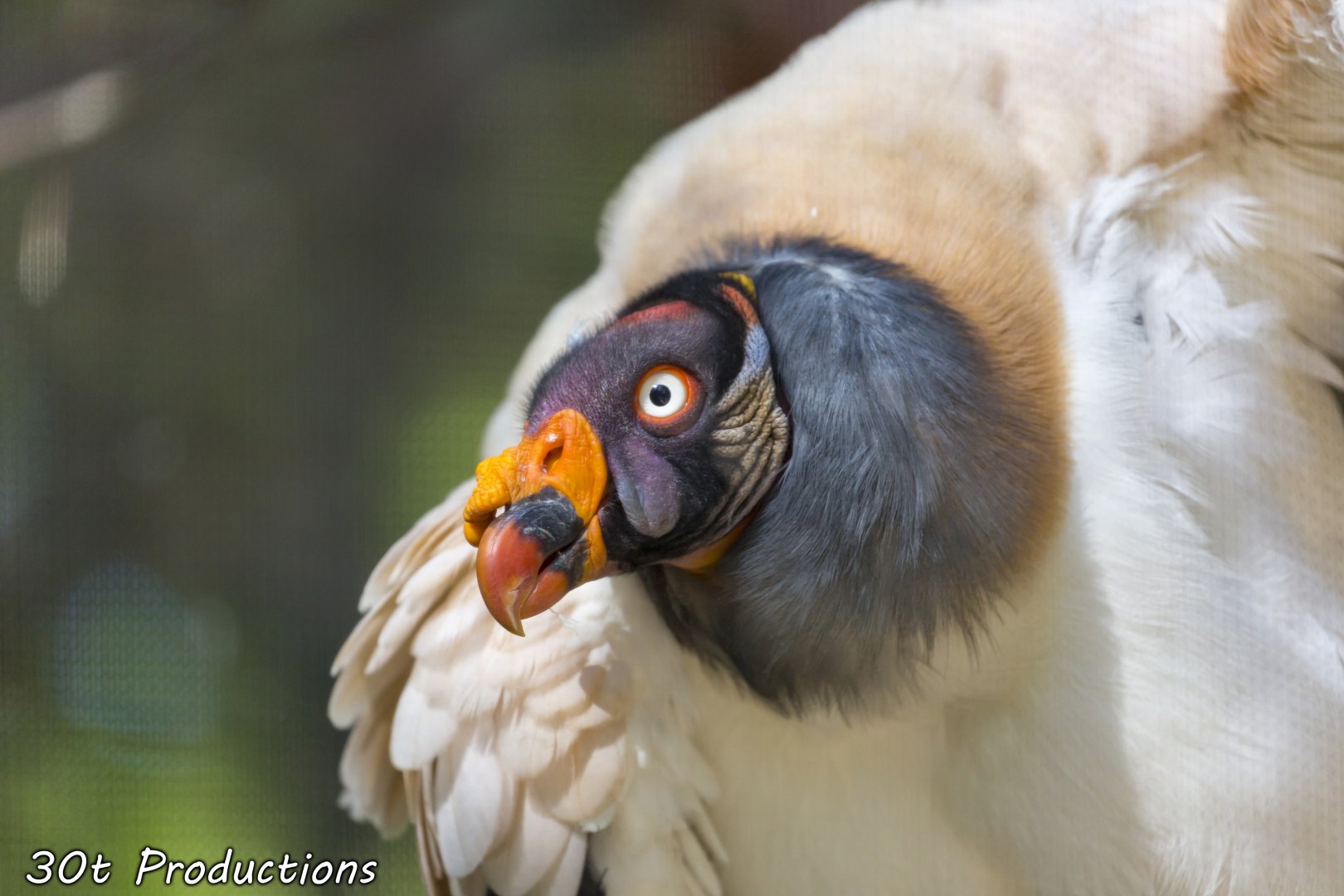 King Vulture
