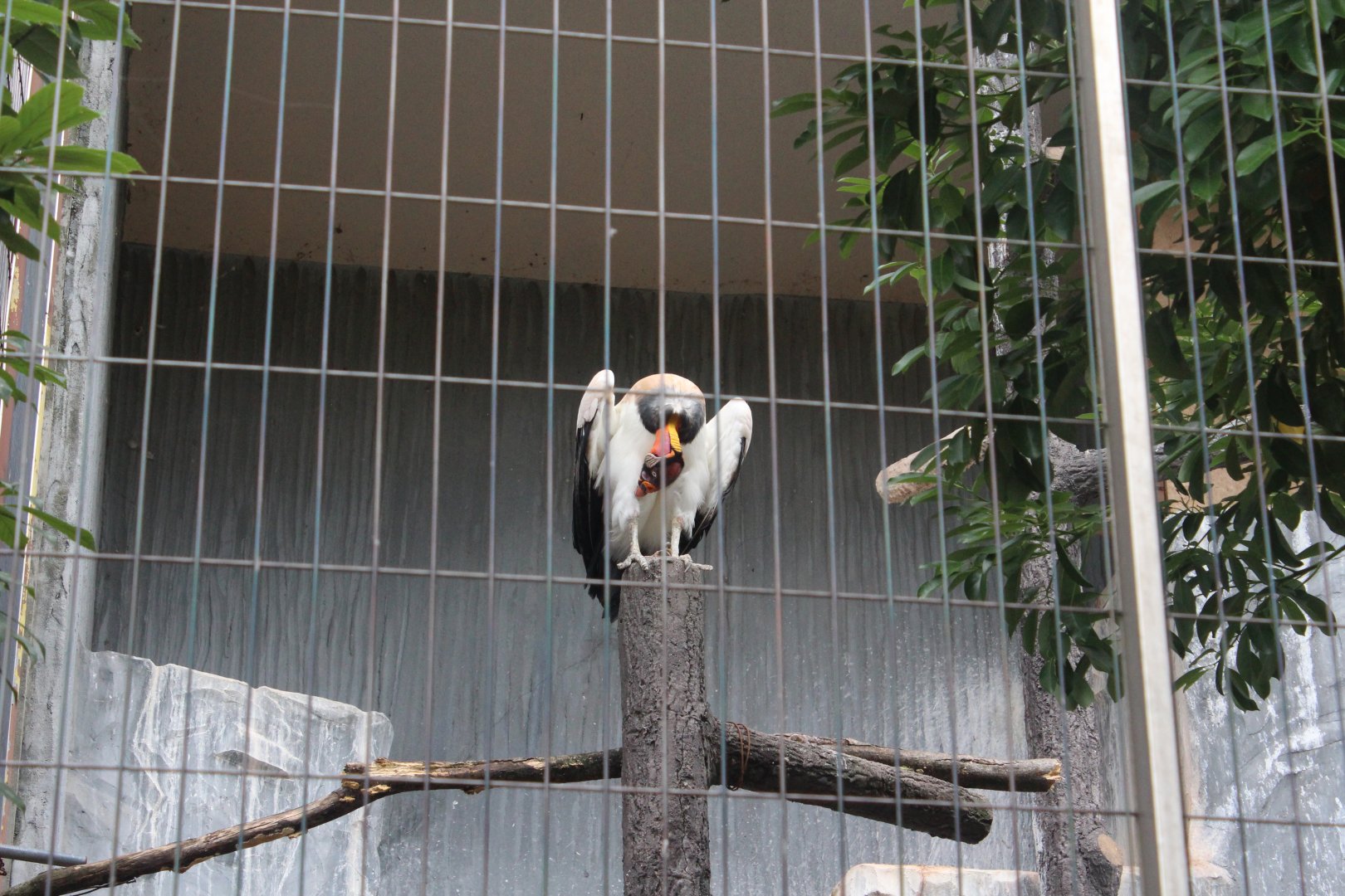 King vulture