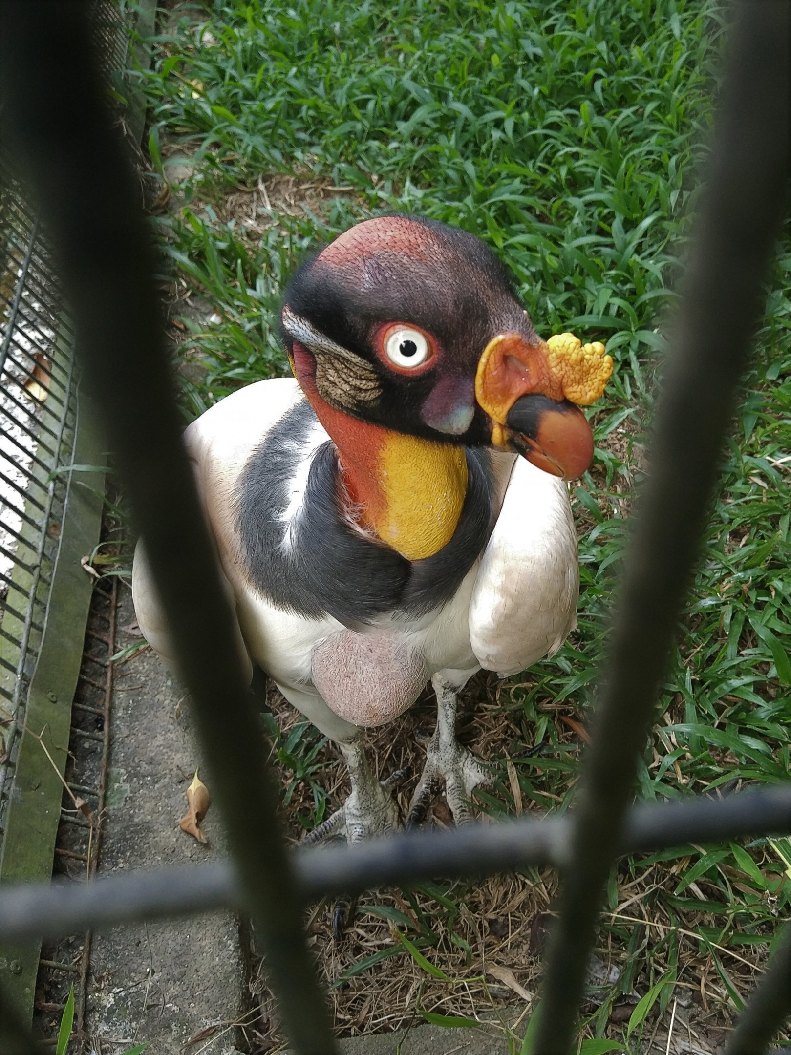 King Vulture