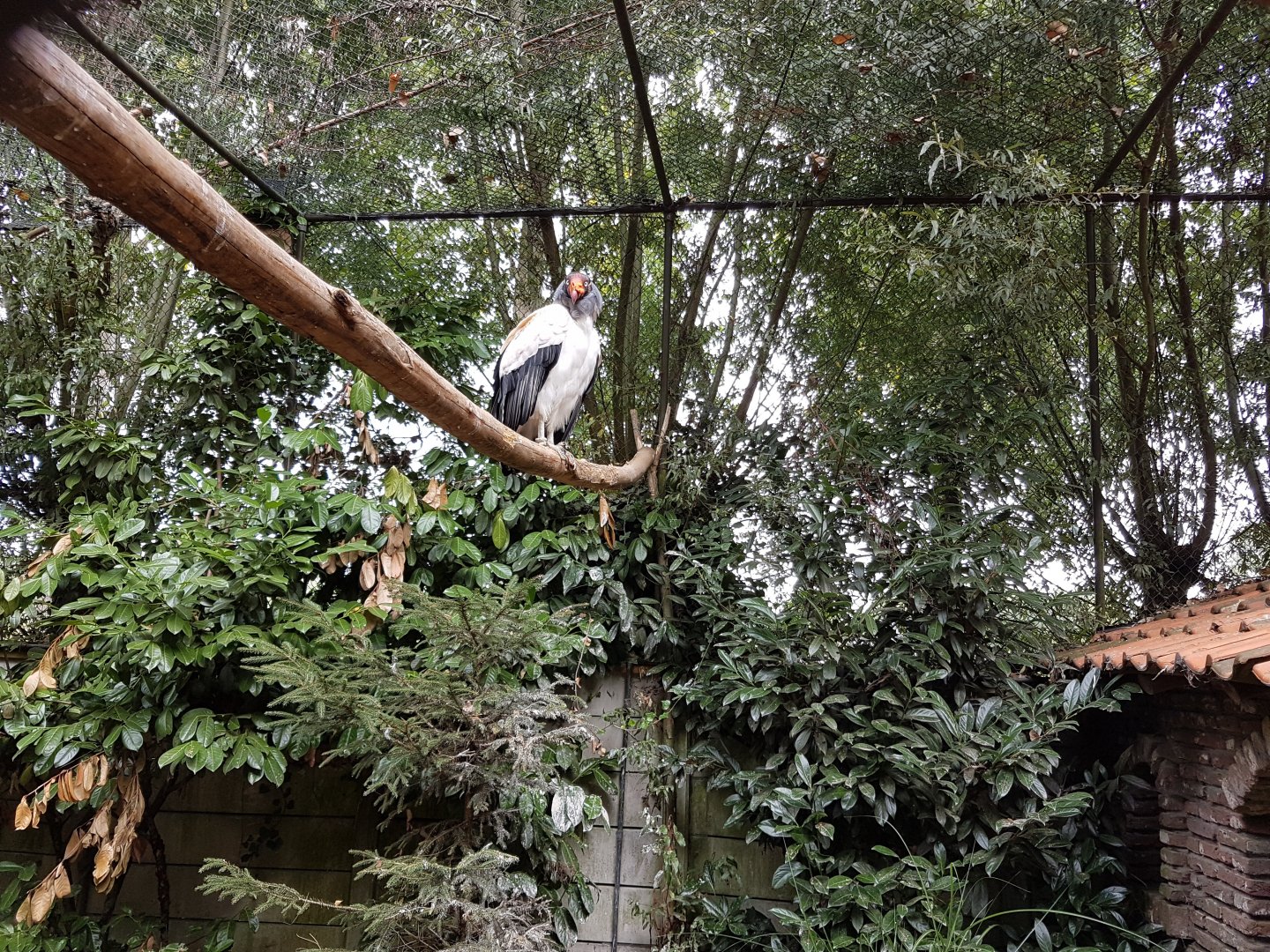 King vulture