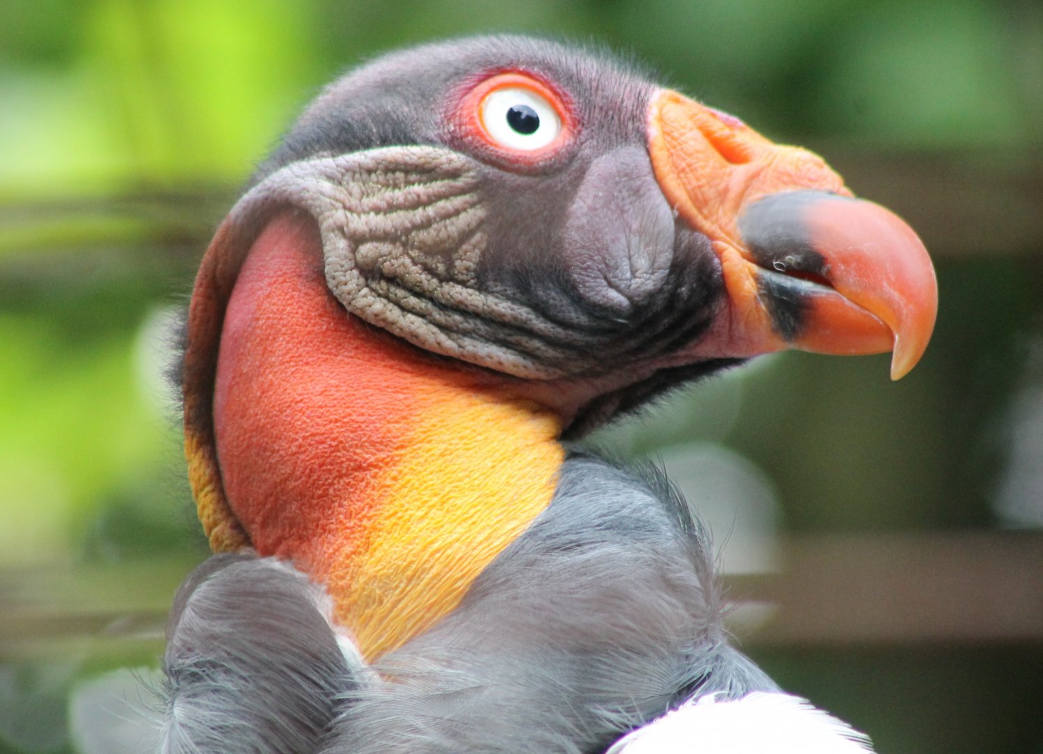 King vulture