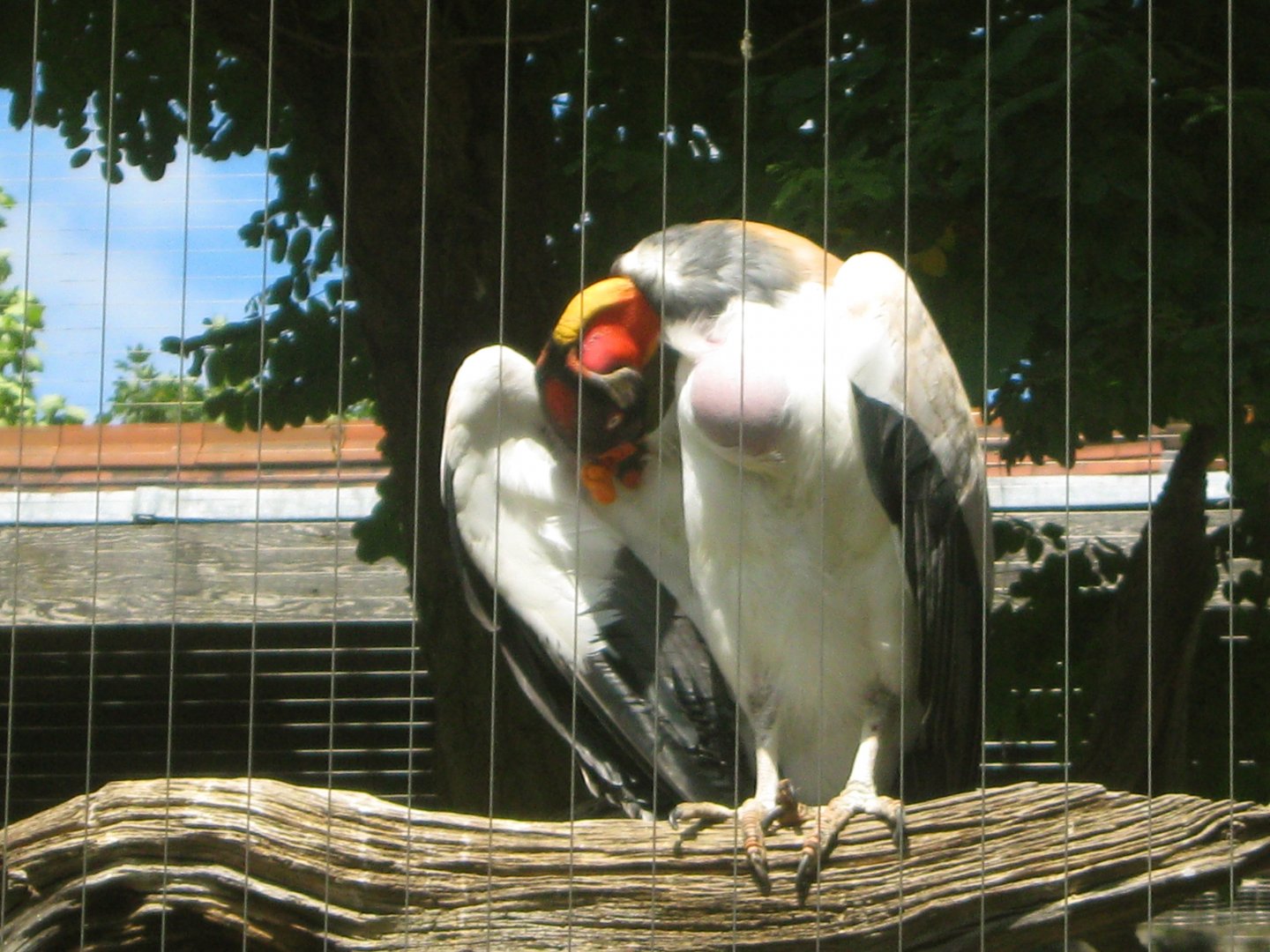 King Vulture