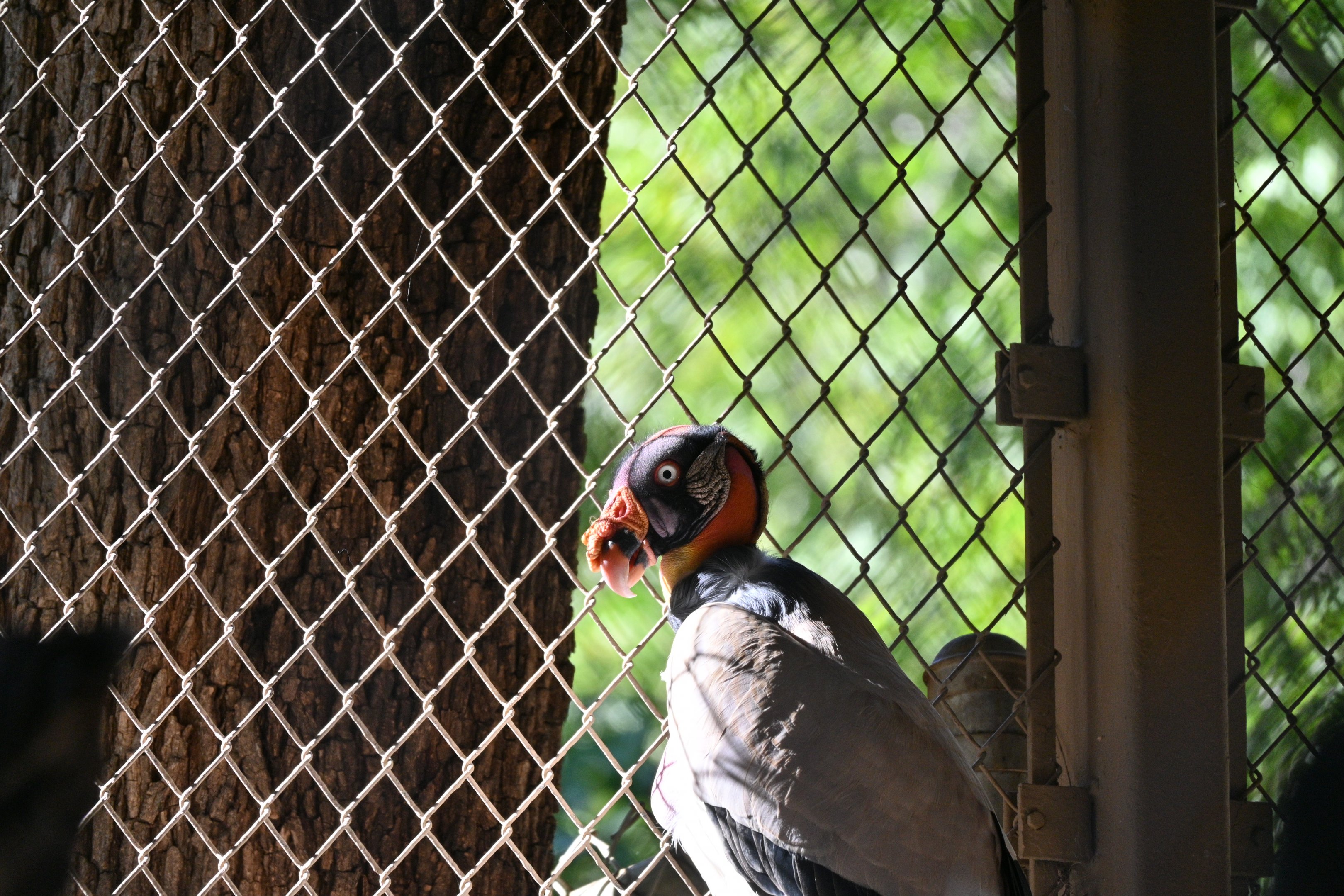 King Vulture