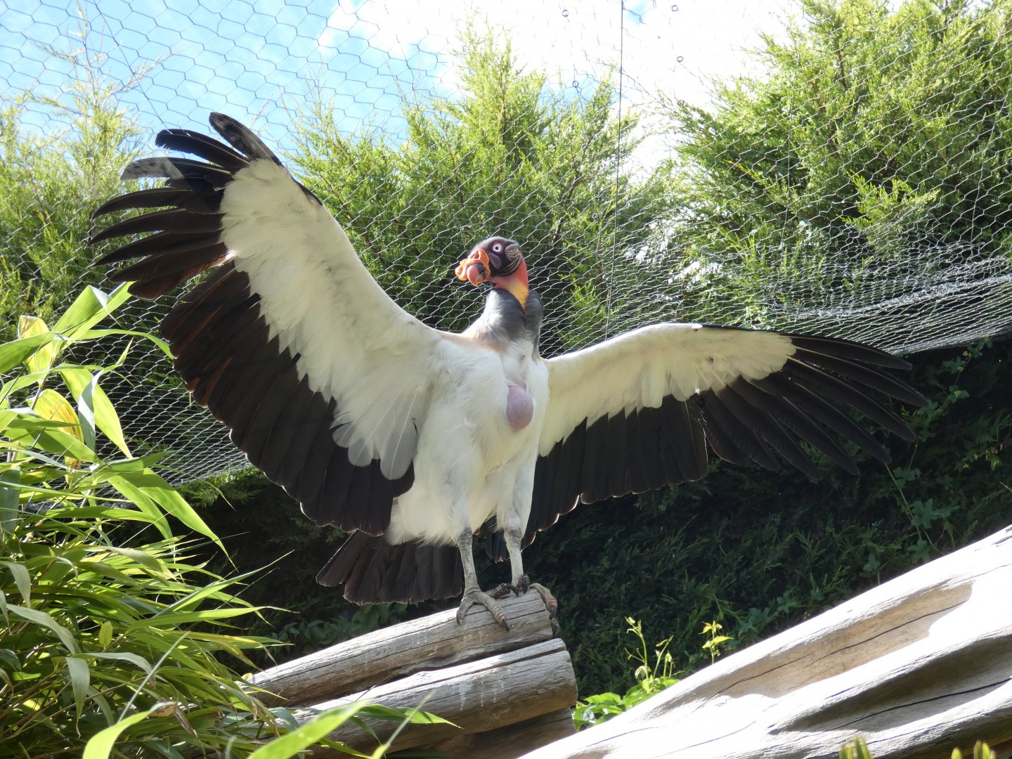 King Vulture