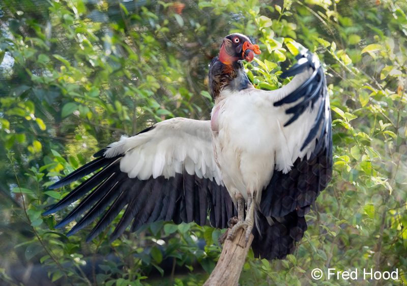 king vulture