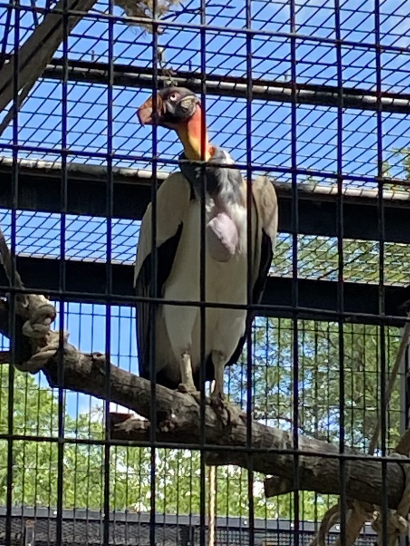 King Vulture