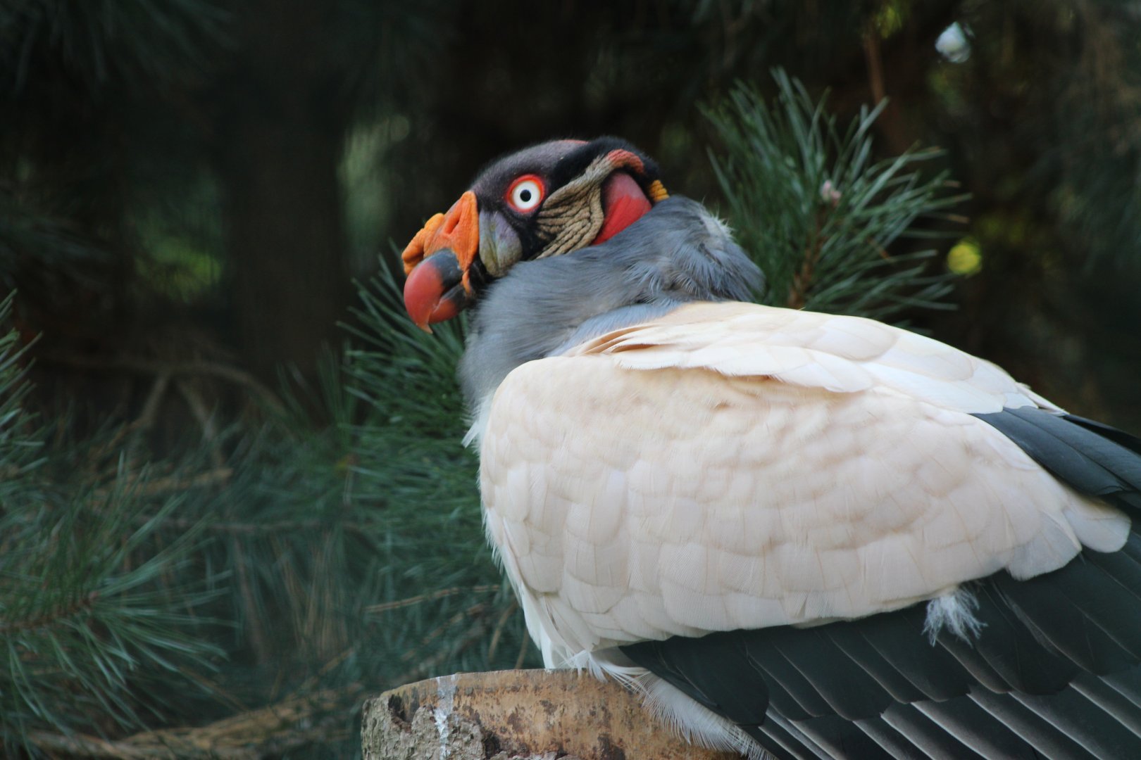King vulture