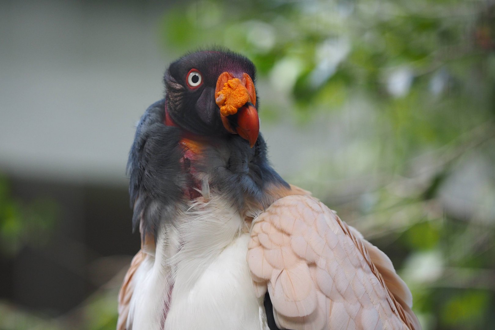 King vulture