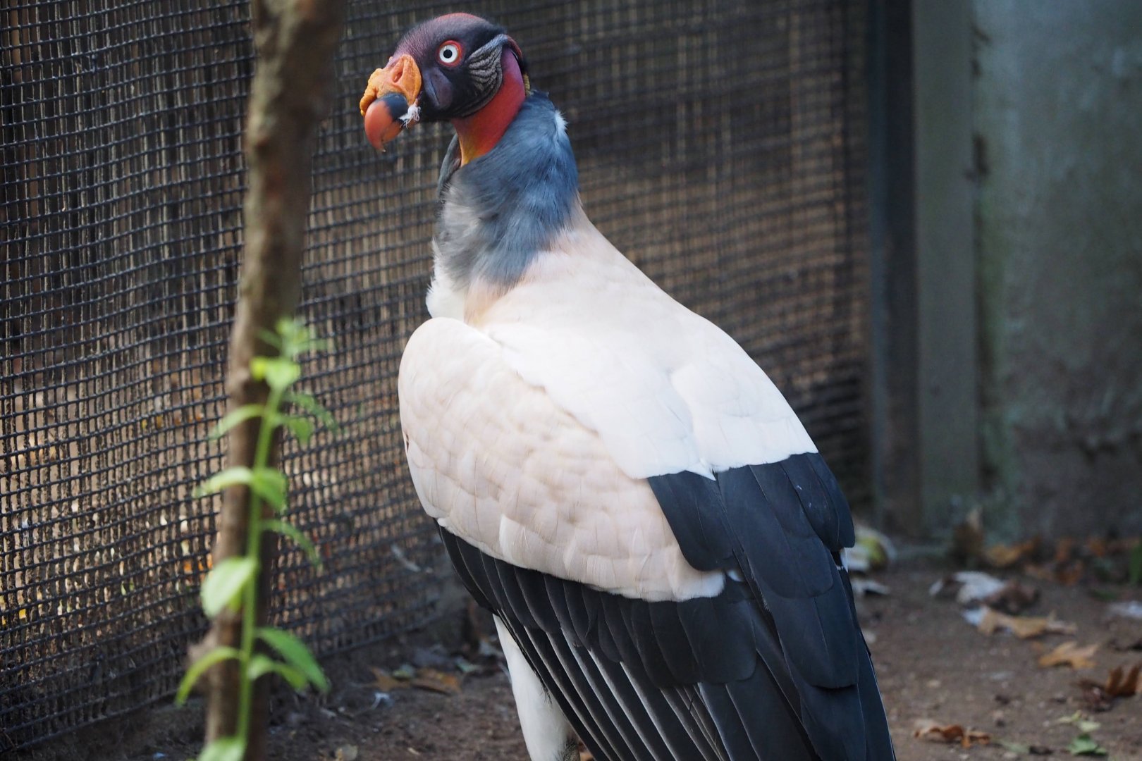 King vulture