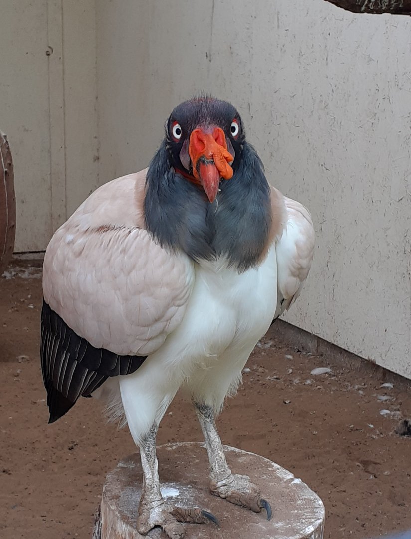 King vulture