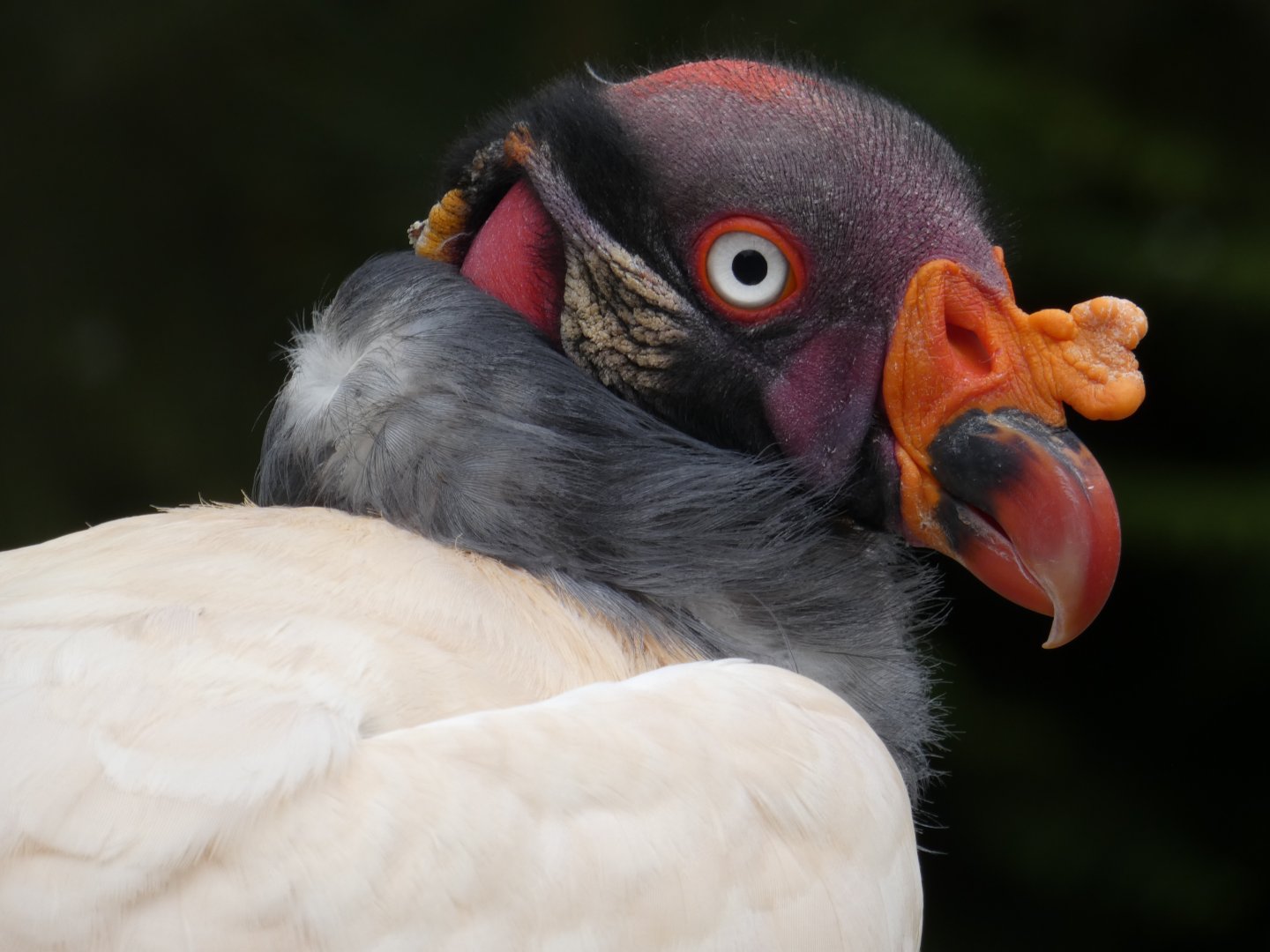 King vulture