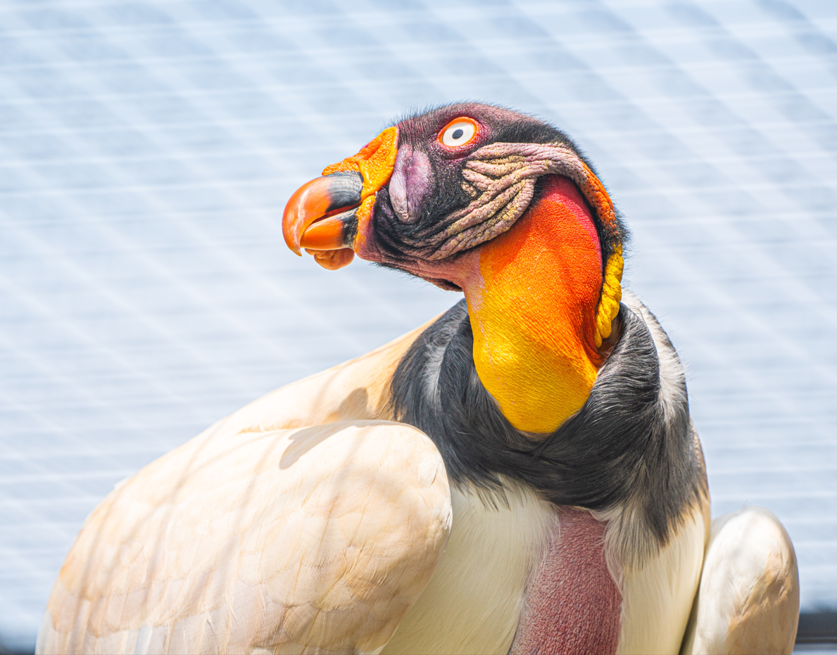 King Vulture