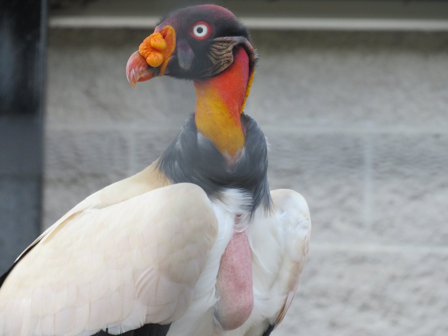 King vulture