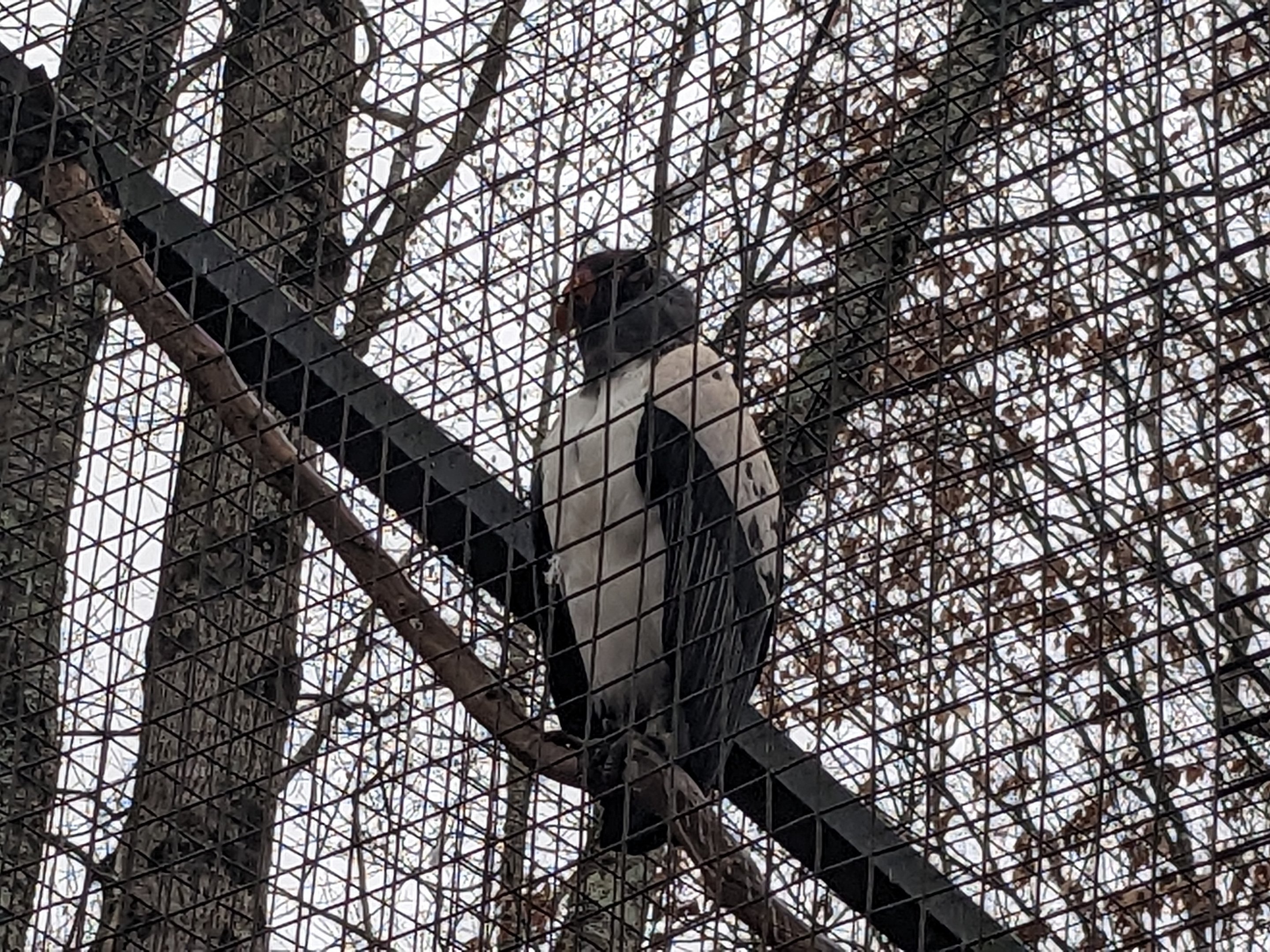 King Vulture