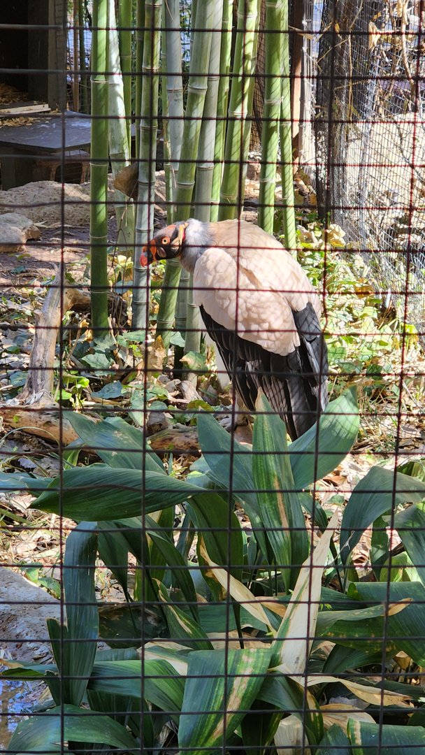 King Vulture
