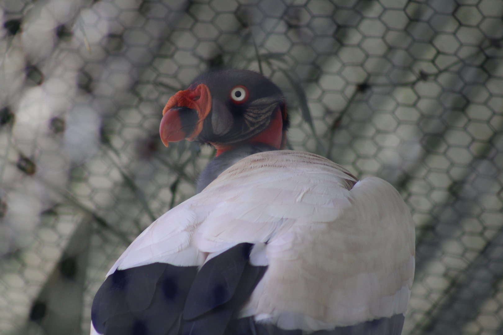King Vulture