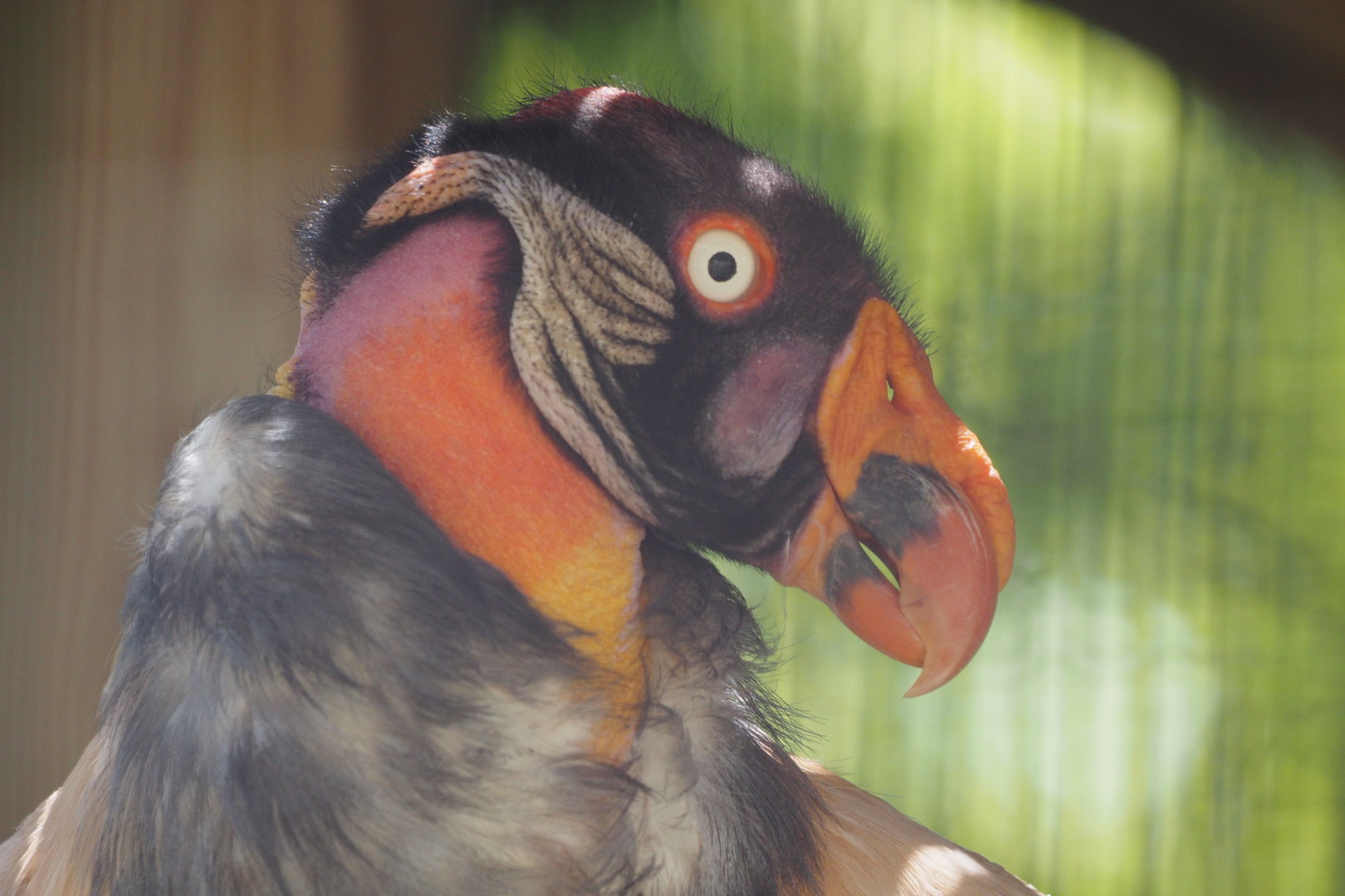 King Vulture