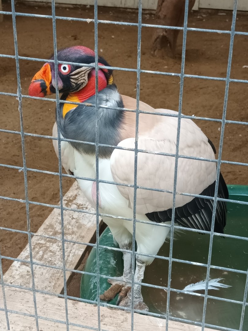 King vulture