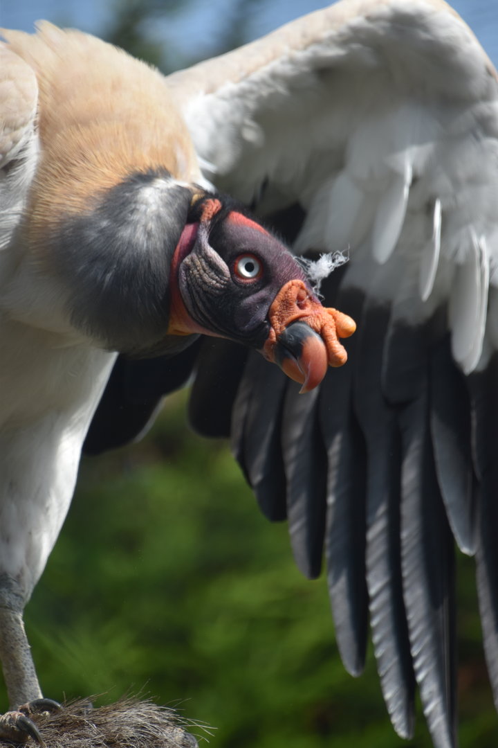 King vulture