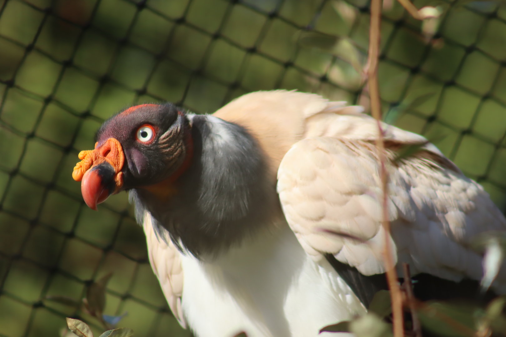 King Vulture