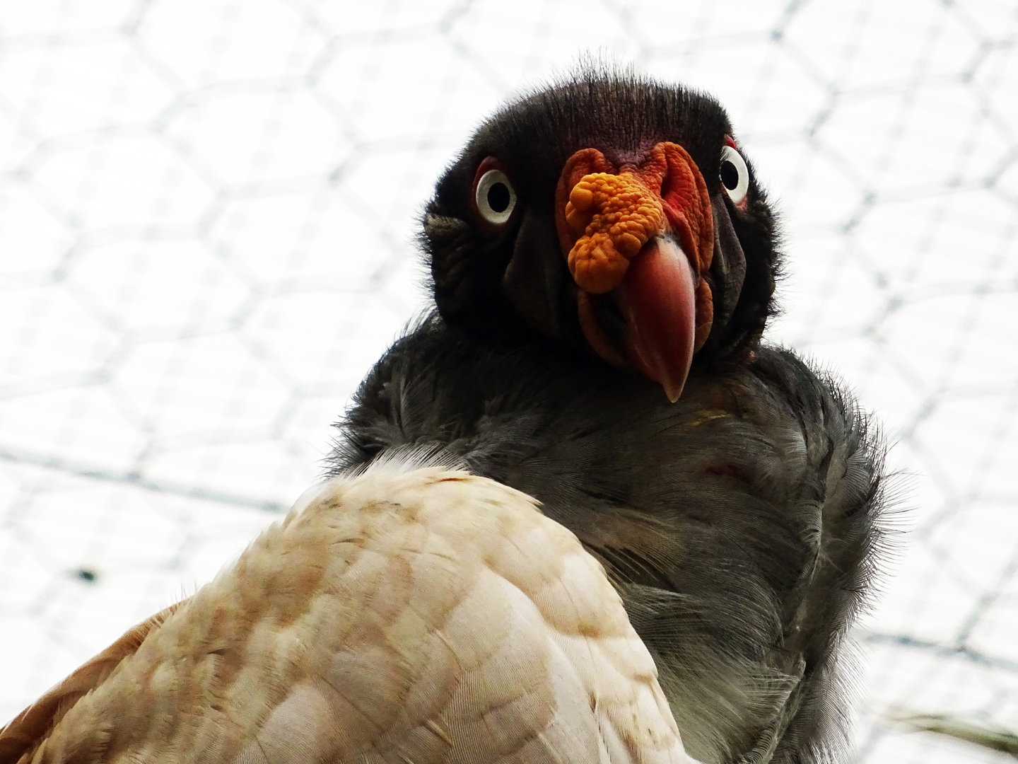 King Vulture