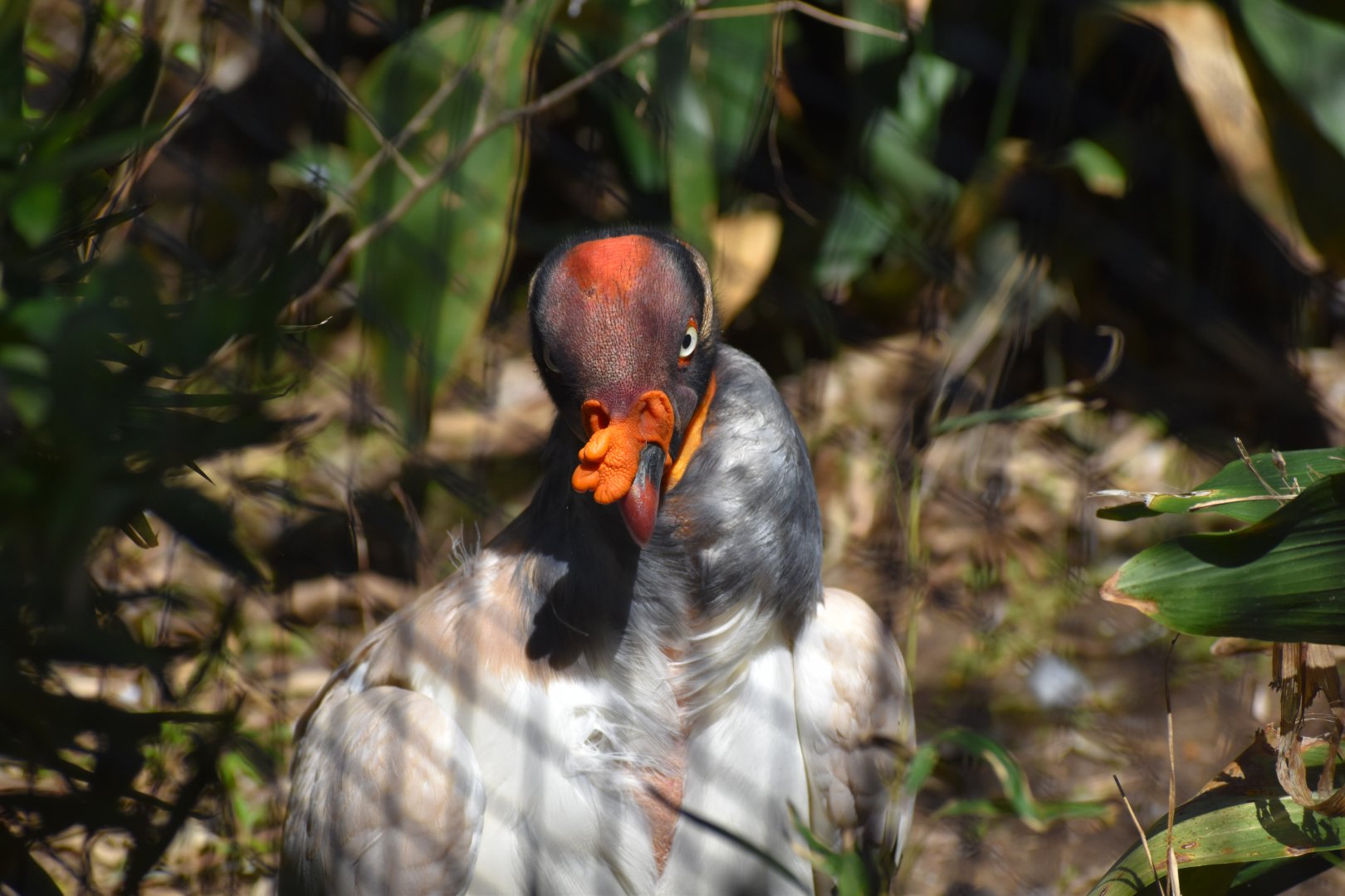 King Vulture