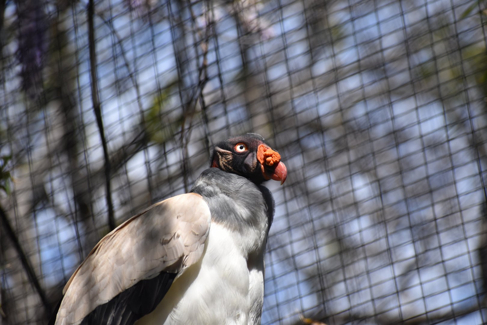 King Vulture