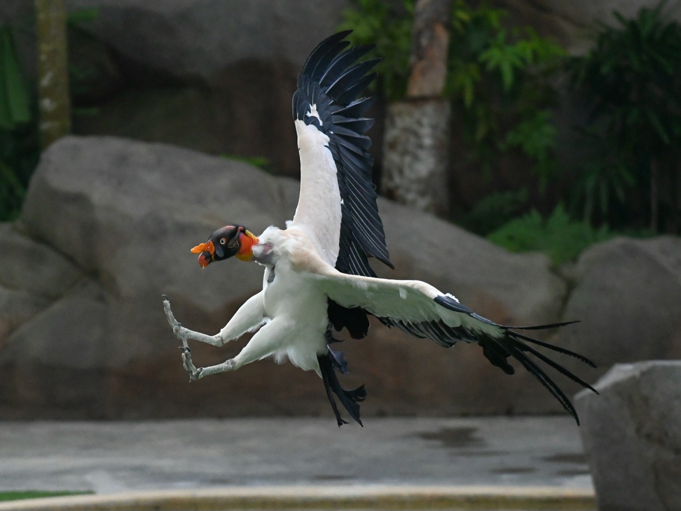 King Vulture