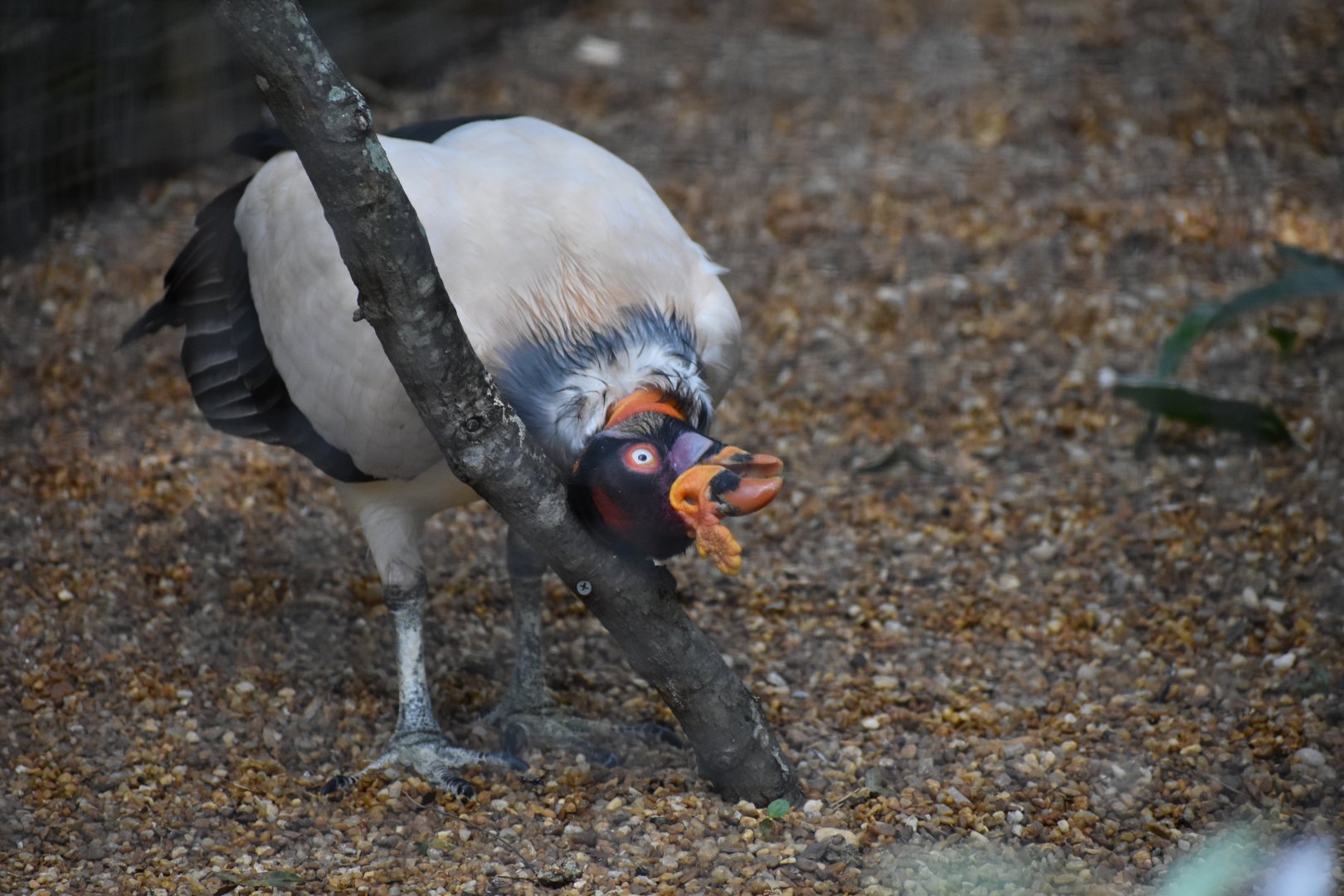 King Vulture
