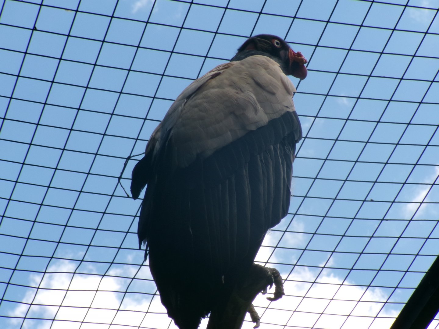 King vulture