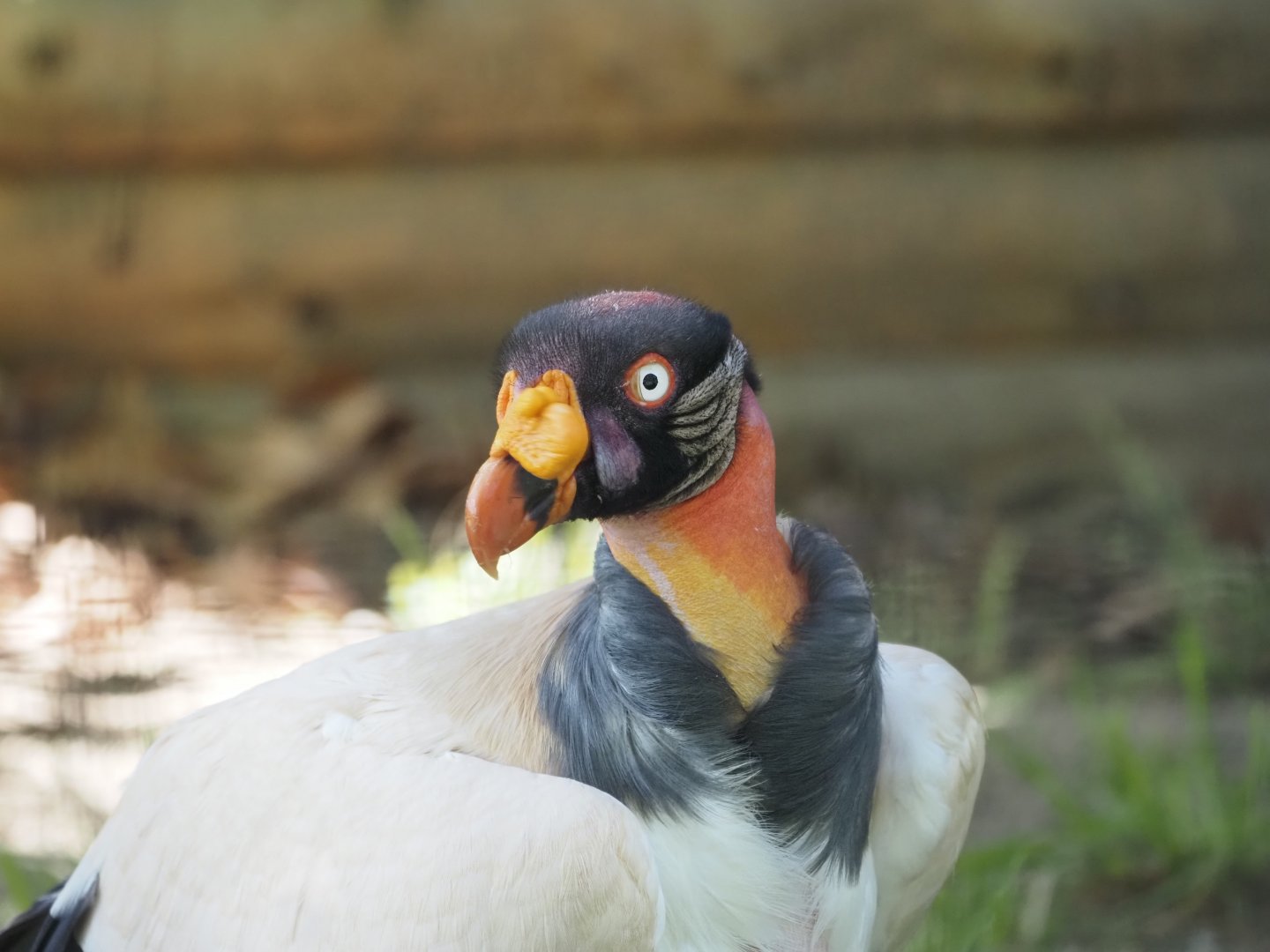 King Vulture