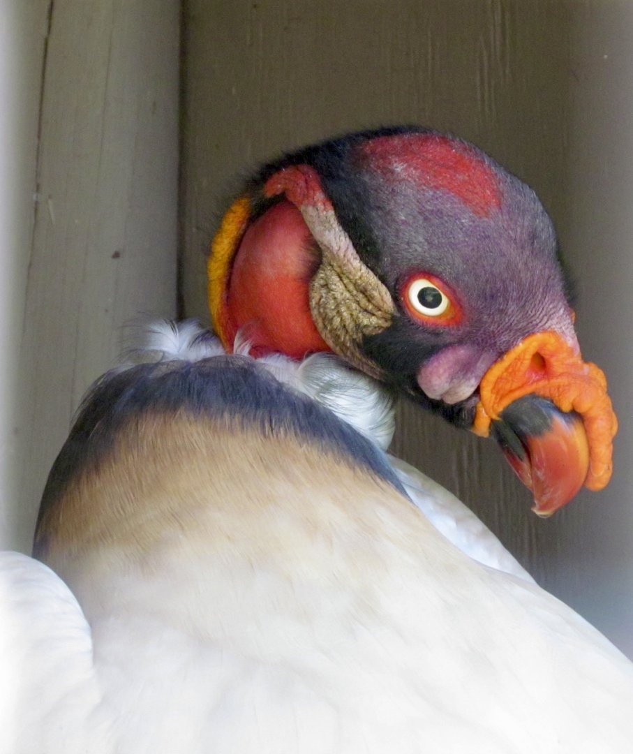 King Vulture