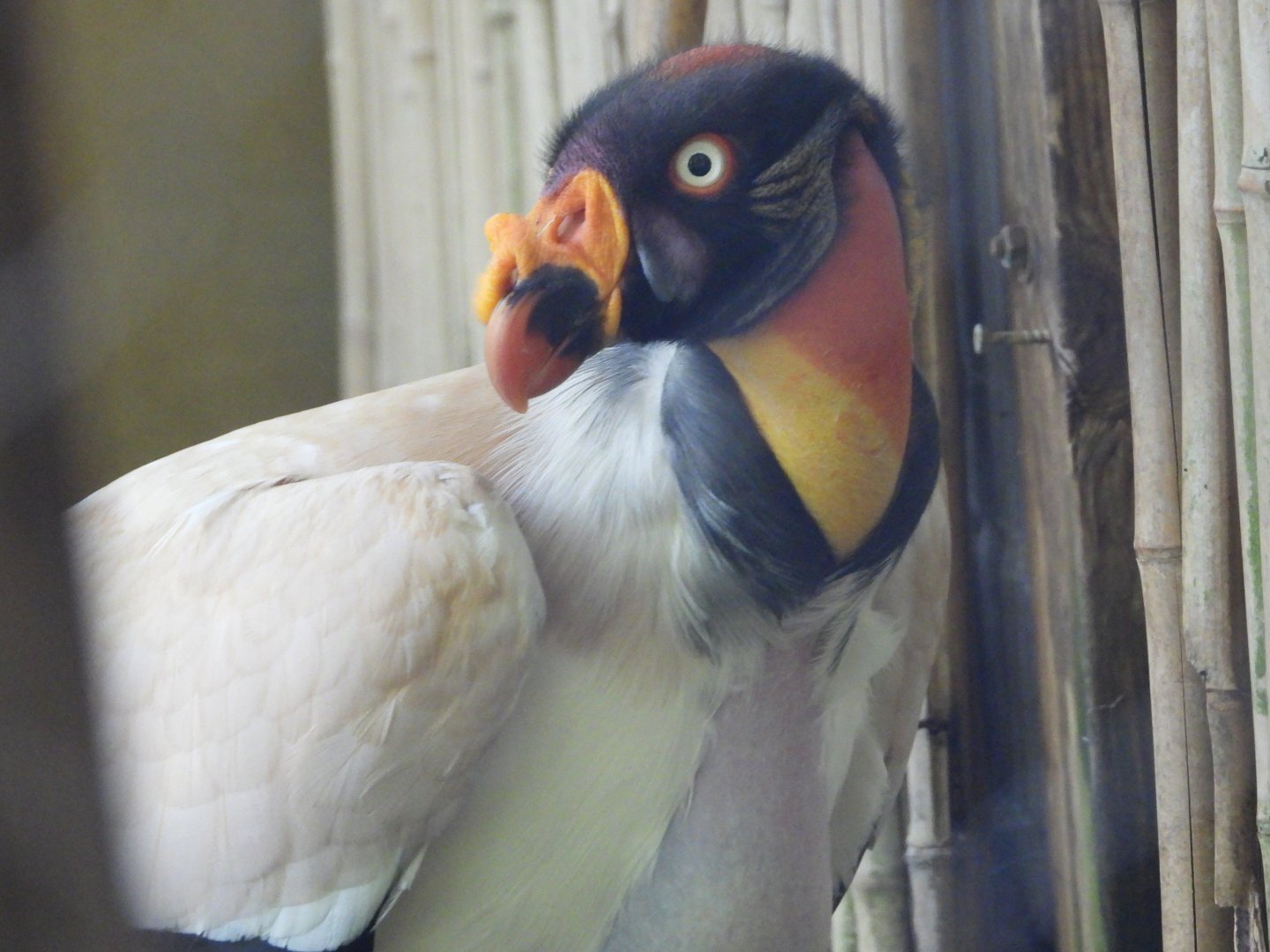 King vulture