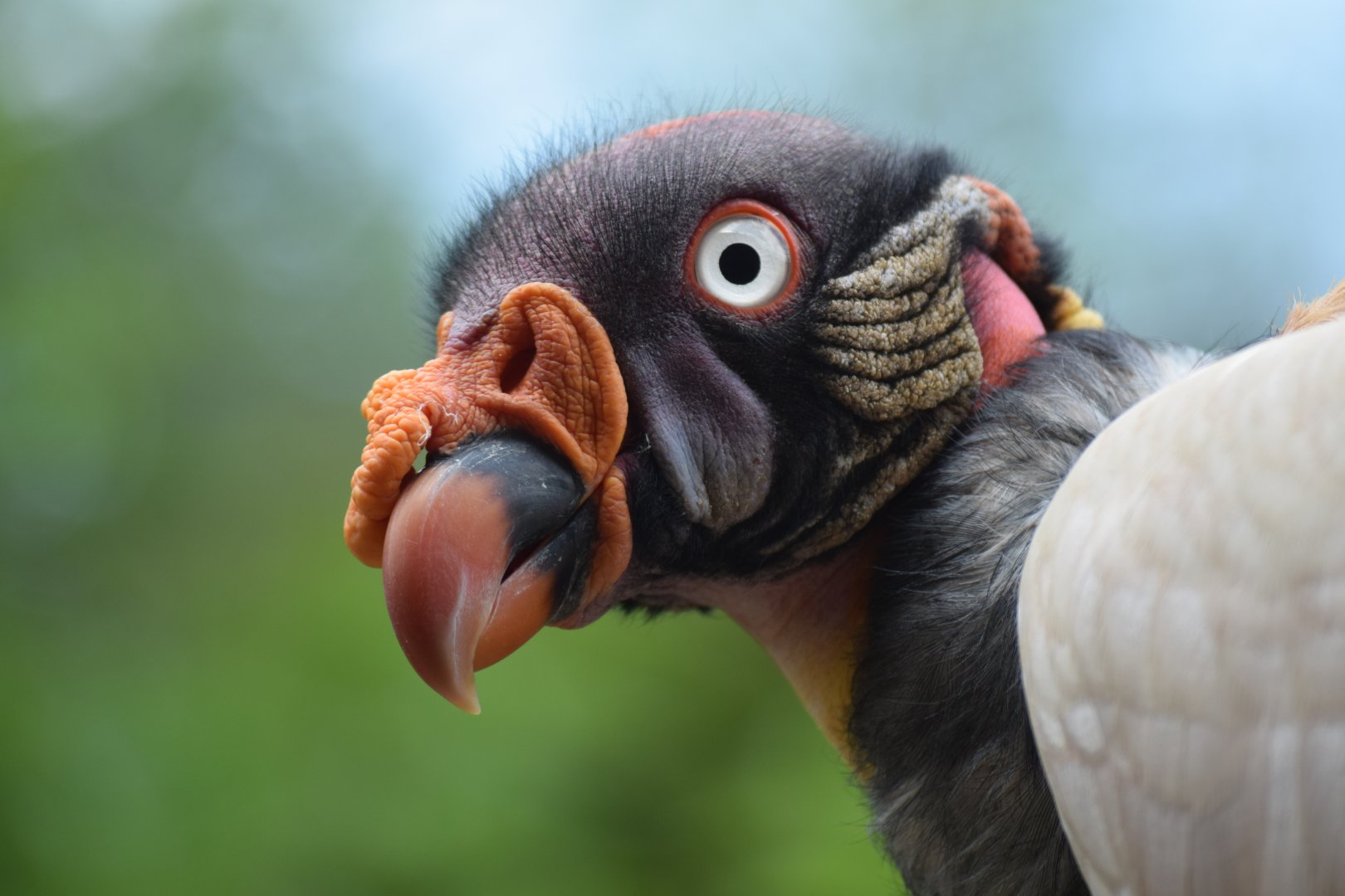 King vulture