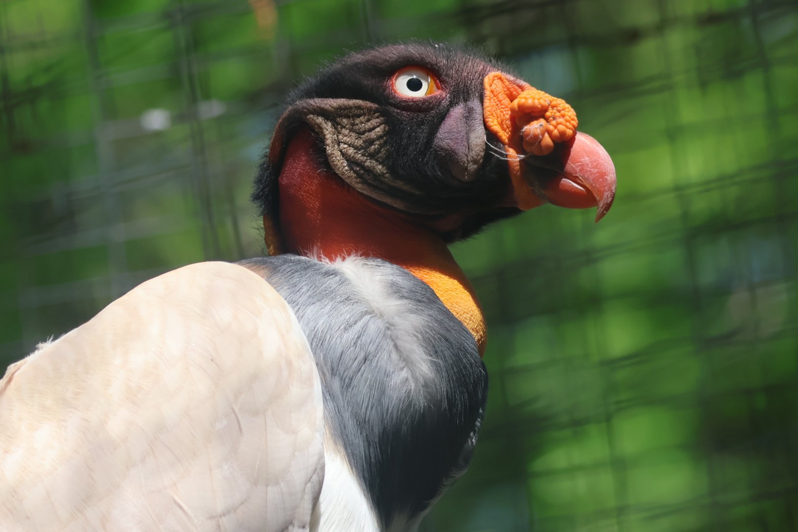 King Vulture