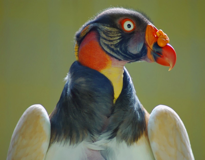 King Vulture