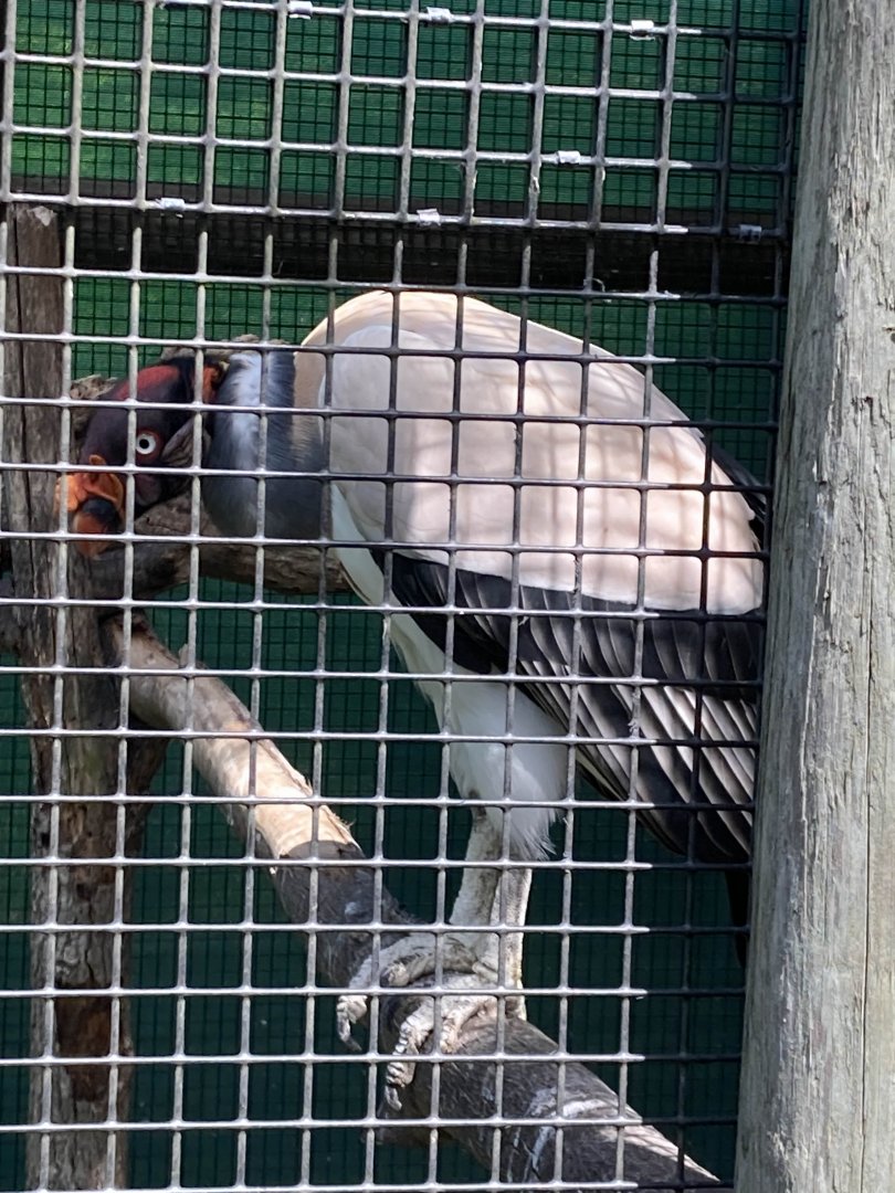 King Vulture