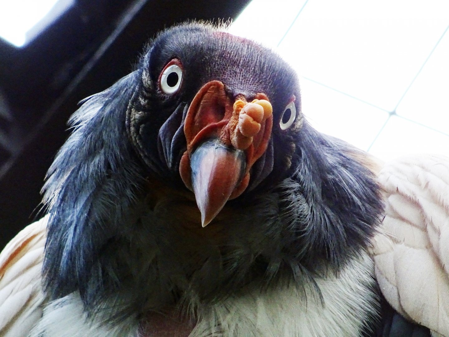 King Vulture