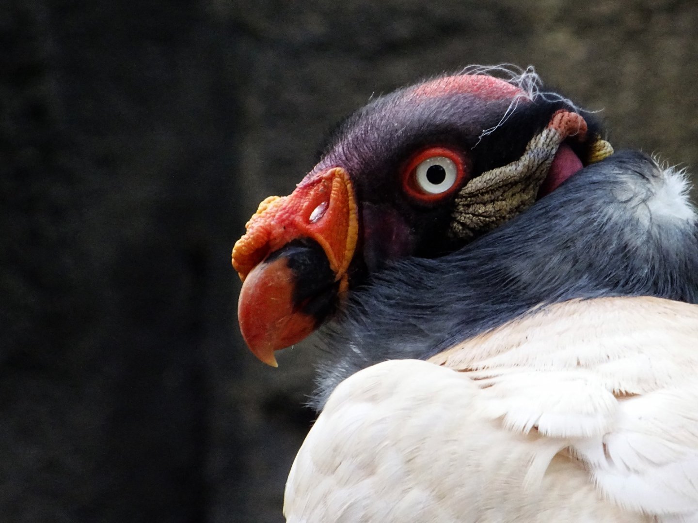 King Vulture