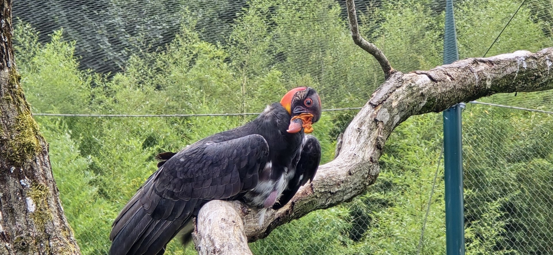 King vulture