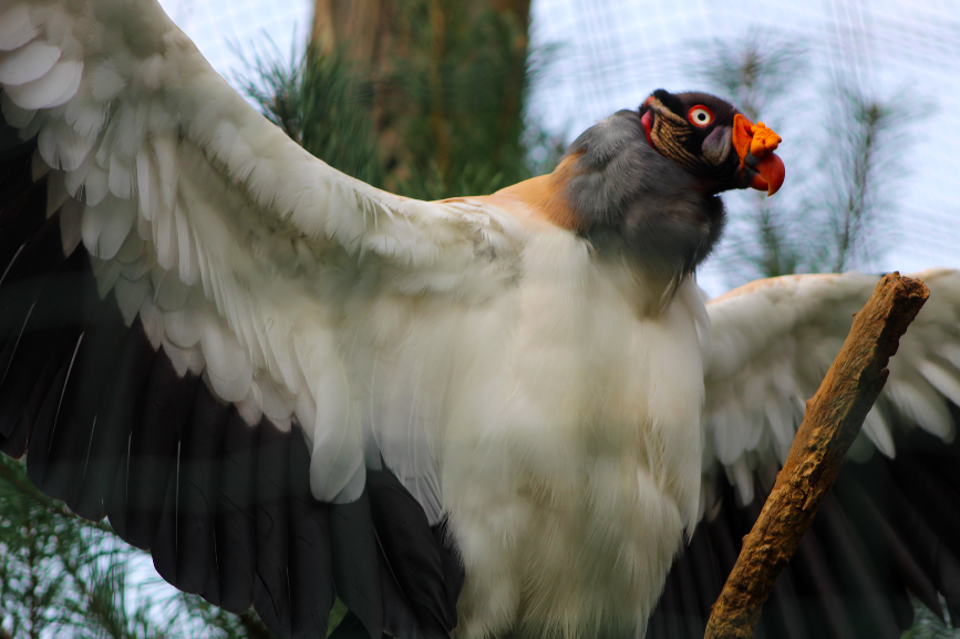 King Vulture
