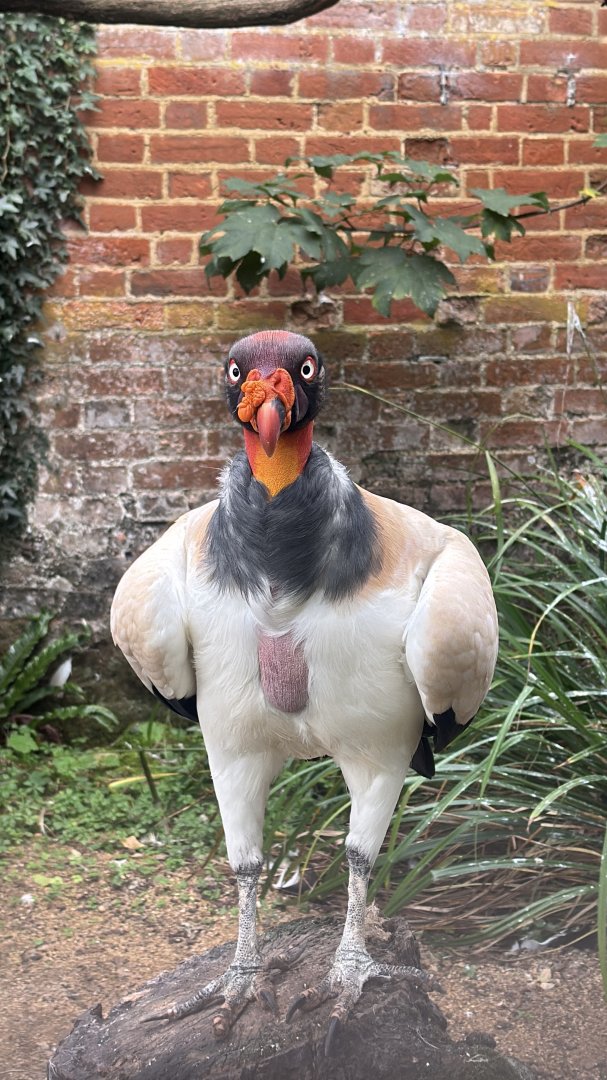 King Vulture
