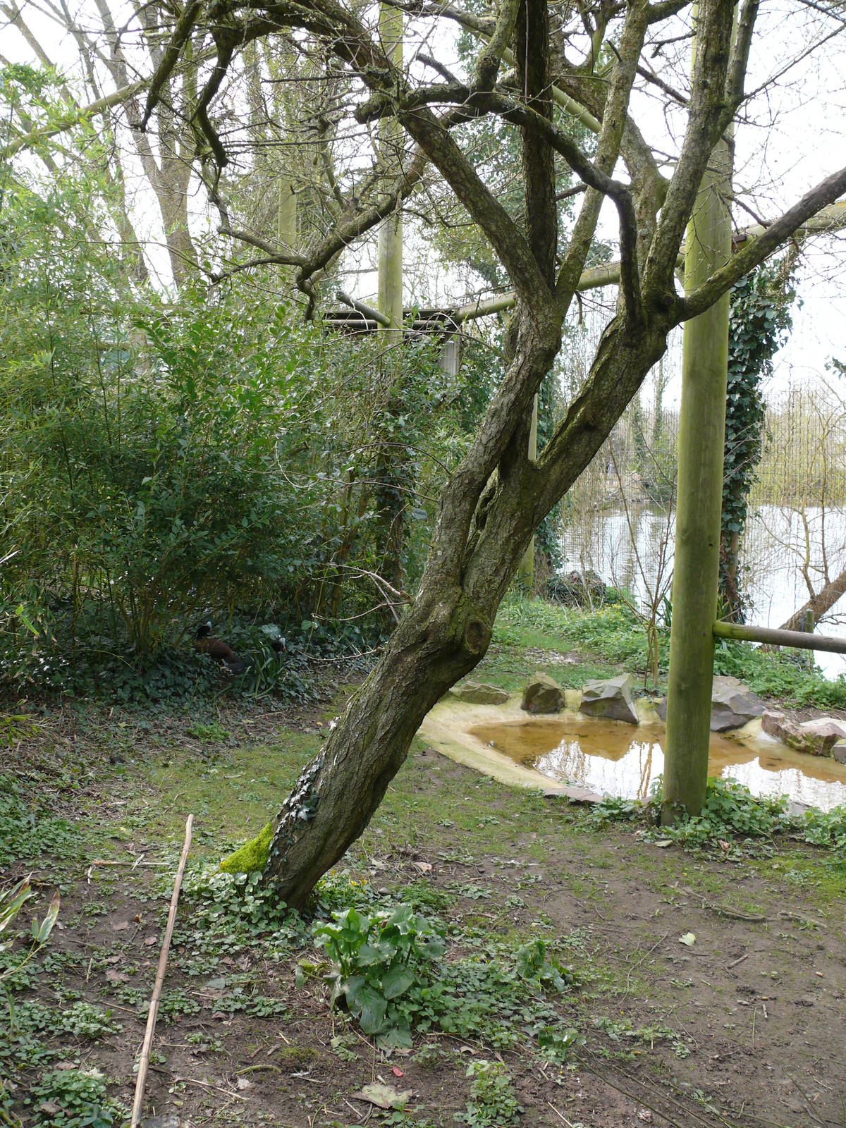 King vultures and helmeted curassow aviary