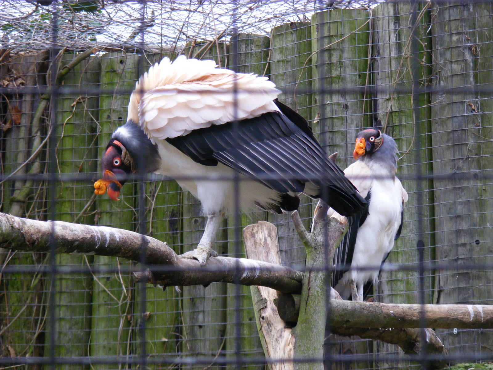 King vultures at Chessington Zoo, 6 February 2011