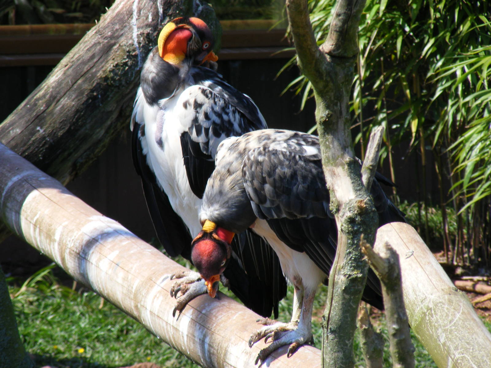 King vultures at South Lakes Wild Animal Park, 23 May 2010