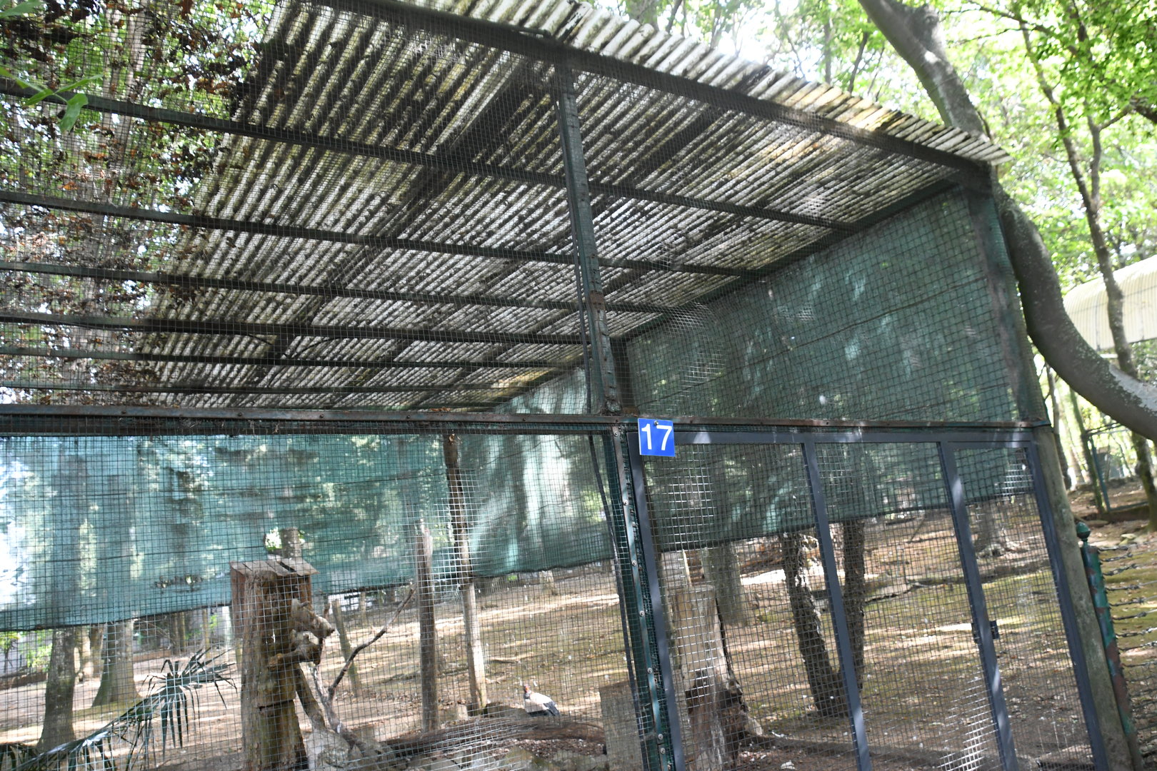 King Vultures Aviary (Zoo Lourosa)