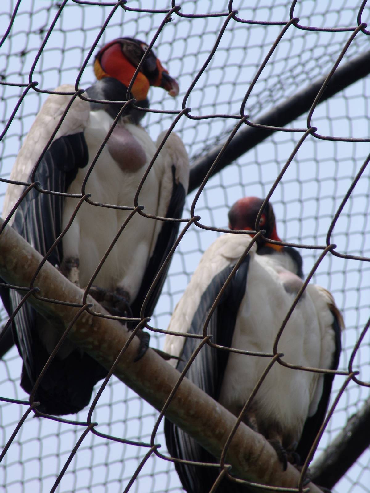 King Vultures (Sarcoramphus papa)