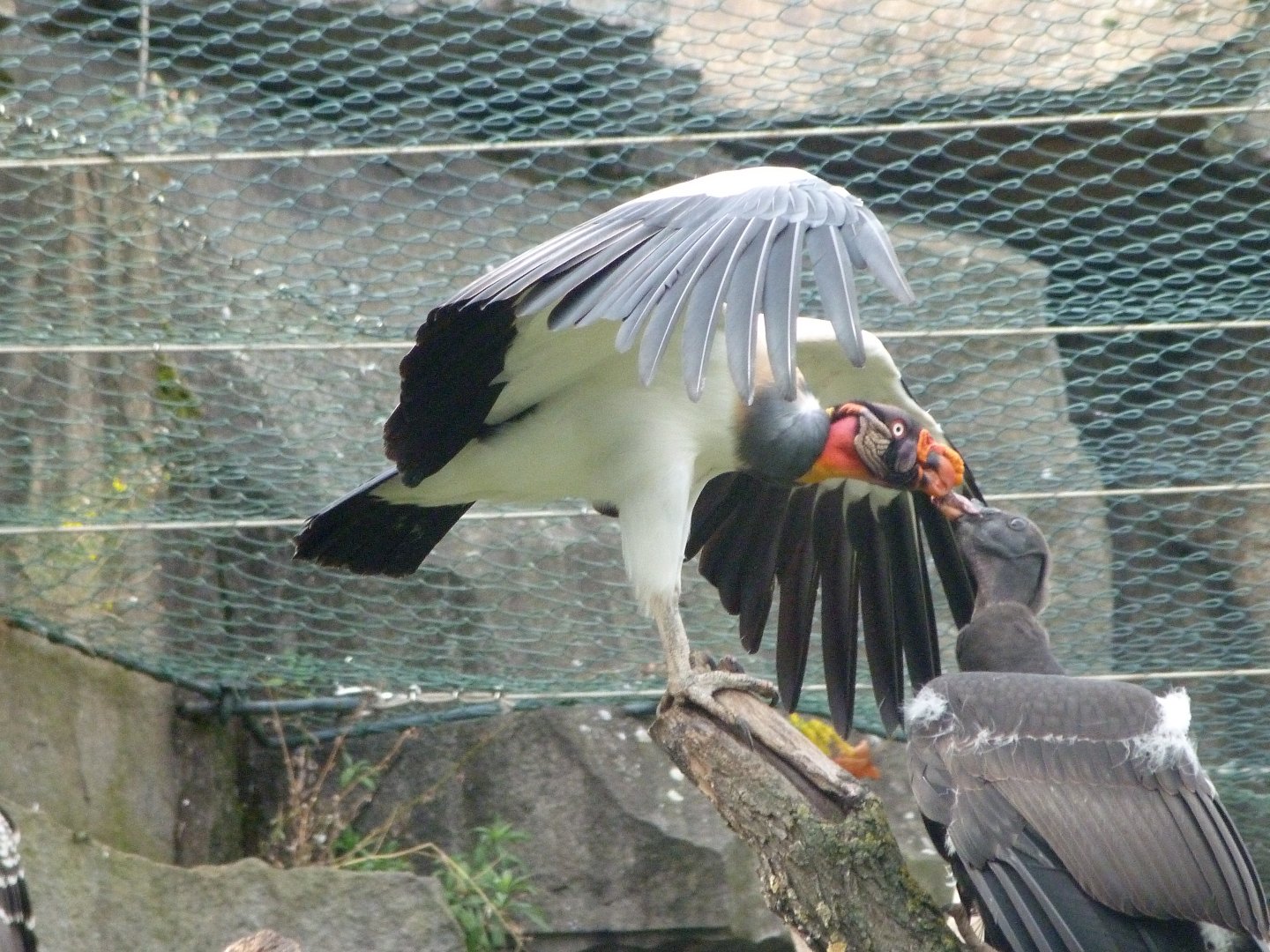 King vultures -Tierpark Berlin (2024)