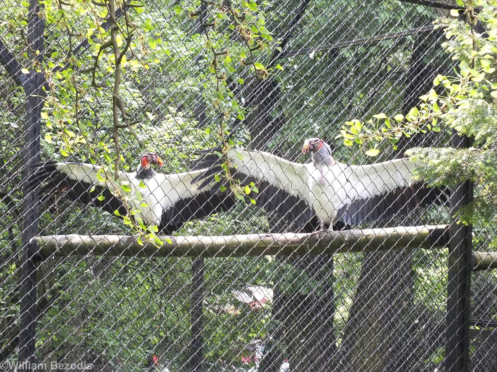King Vultures with Wings Stretched out